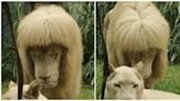 We're not lion: King of the jungle's mullet is mane attraction at Chinese zoo