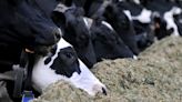 Michigan farmworker infected with bird flu, only 2nd human case tied to cows