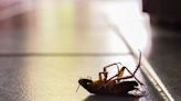 ¿Cómo eliminar a la "súper cucaracha", insecto resistente a químicos que tiene en alerta a México?