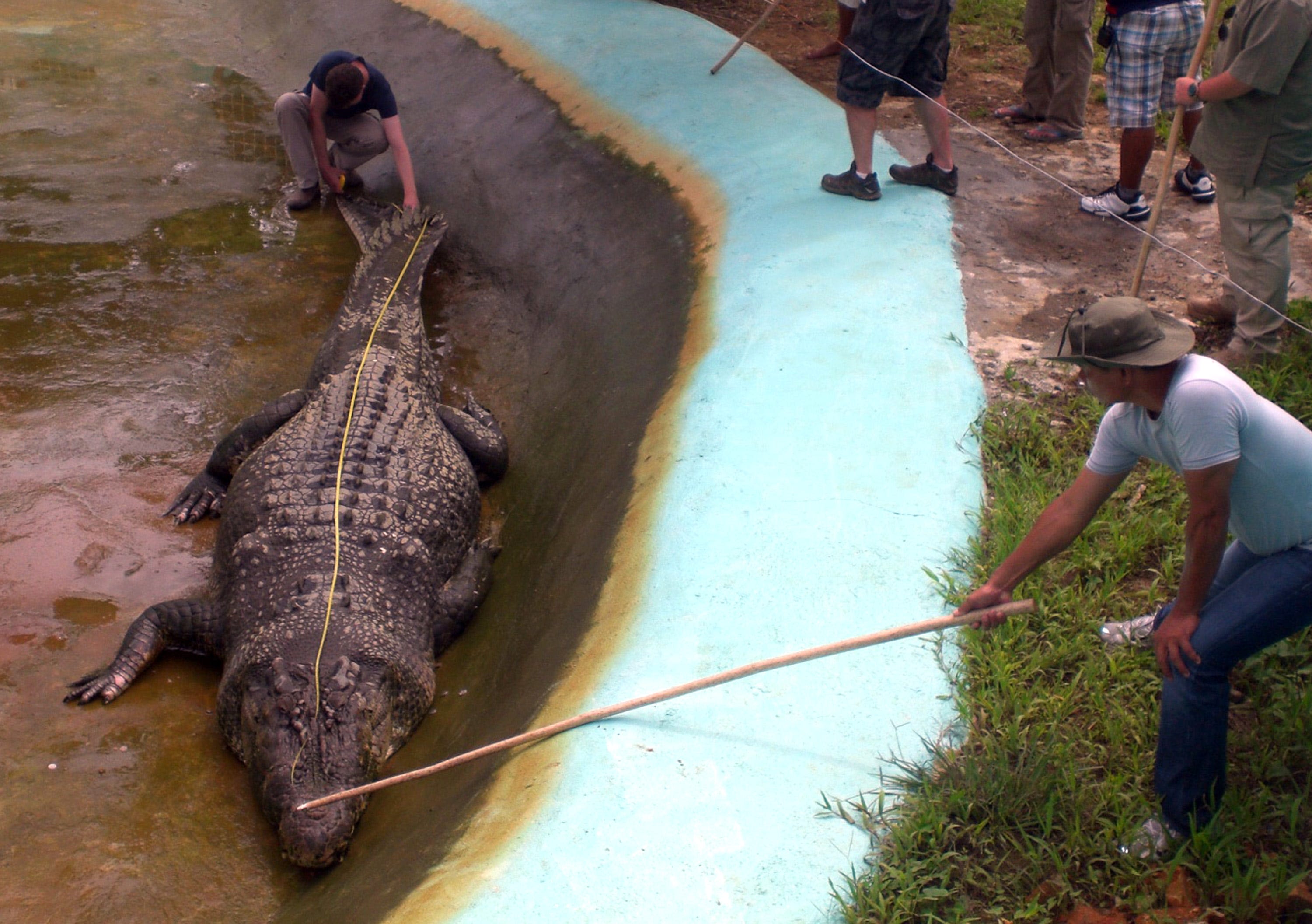 British crocodile expert sentenced for sexually abusing, killing dozens of dogs: Reports