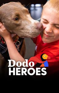 Dodo Heroes