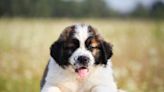 Saint Bernard Puppies: Cute Pictures and Facts