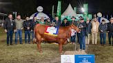 La Nación / Ganadera Sofía logró la Gran Campeona en la raza angus