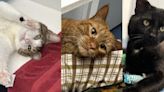 Pets with Potential: Meet Corey, Morgan, and Henri