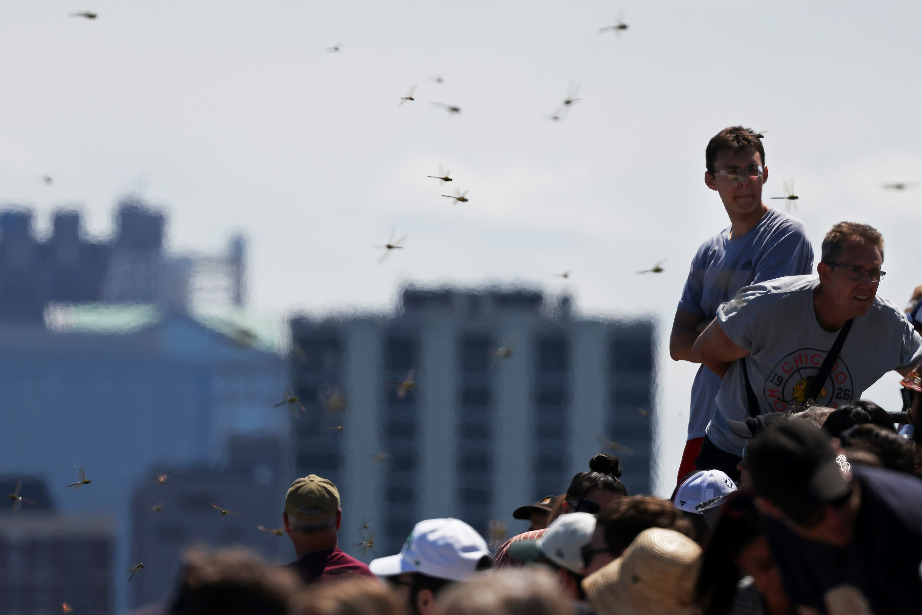 Why were there so many dragonflies along the Chicago lakefront this weekend?