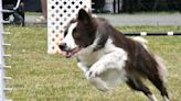 Local trainer demonstrates dog agility at Aldergrove Fair