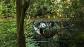 La osa Xin Xin, el último panda mexicano