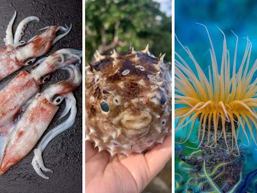 Astonishing! 10 animals that can change shapes