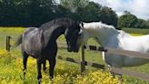 Runaway horses that bolted through London while injured pictured as they make 'remarkable recovery'