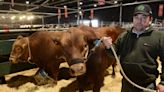 Una raza bovina creada íntegramente en Argentina compite por primera vez en La Rural de Palermo