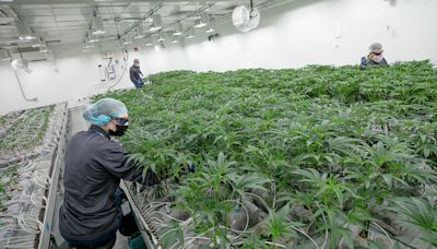 New Canaan firm invests $16 million in a new East Hartford cannabis facility