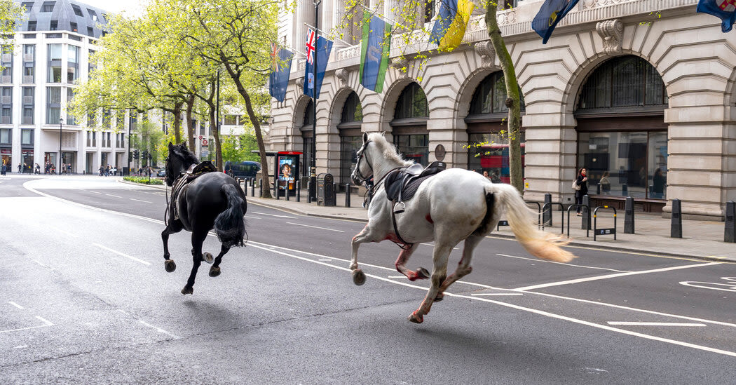 Horses Run Loose Through Central London in Surreal Spectacle