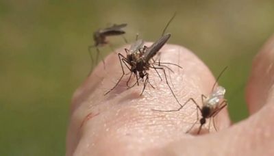 Human case of dengue fever confirmed in Harris County
