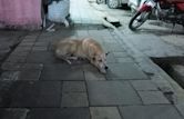 Street dog