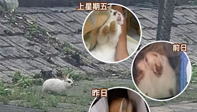 荃灣愉景新城發生連環棄兔事件 四日內四兔被遺棄 - 香港動物報 Hong Kong Animal Post