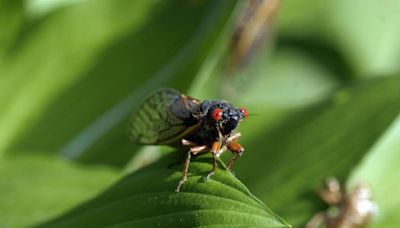 Could NC’s cicada season make us see more copperheads? Here’s what wildlife experts say