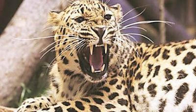 Leopard kills minor boy in Rajsamand district, efforts underway to capture animal