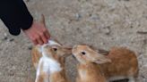 Japan's famous 'rabbit island' is home to 900 wild bunnies — but tourists are bringing so much food to the island that the animals now face a life-threatening crisis