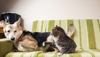 Dog "horrified" as cat lies on him for the first time