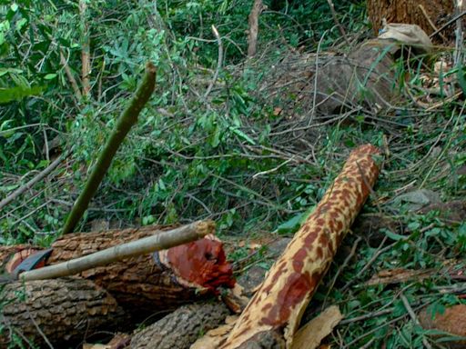 14 red sanders logs seized, one smuggling operative held in Annamayya district