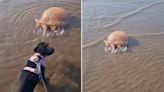 ‘Monster’ jellyfish the ‘size of a dog’ washes up on Merseyside beach