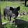 Black Iberian pig