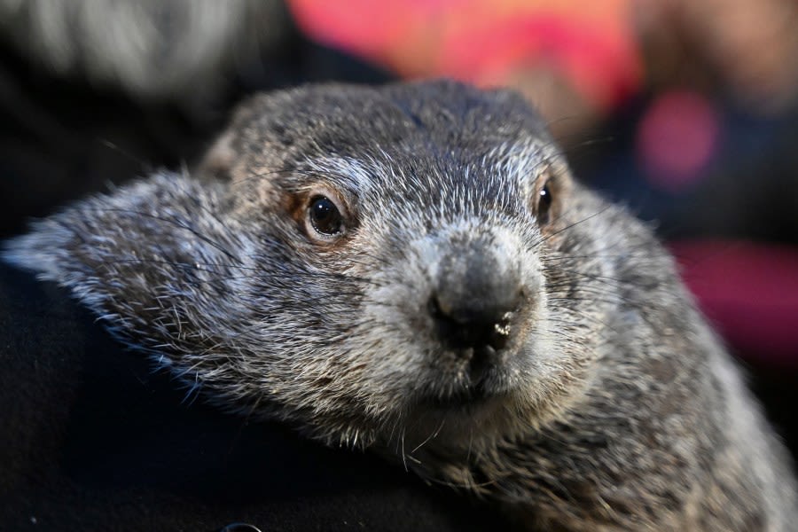 New legislation could revive NJ town’s Groundhog Day traditions