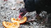 Wait, turkey vultures love pumpkins? Why these birds of prey carve up pumpkins each fall