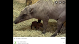 ‘Ugly’ and rare baby creature born at Texas zoo, photos show. What’s a babirusa?