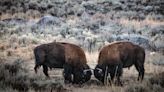Want to See Bison at Yellowstone? You’re Likely Not Prepared.