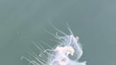 Citizen science may help uncover mysteries of Great Lakes jellyfish invasion