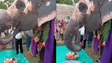 WATCH: Elephant Enjoys Special Thaali During Birthday Celebration In Heartwarming Video