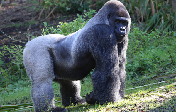 Gorilla Tells Little Boy at the Zoo to Stop Watching Him in the Most Hilarious Way