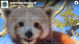 Buttonwood Park Zoo launches live cam for red pandas | ABC6