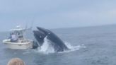 Terrifying moment a breaching whale capsizes boat – sending two people overboard