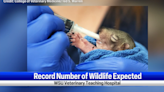 WSU expected to care for a record number of injured wildlife this year, asking the community for donations and support