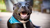 NYC Pit Bull's Shopping Spree Is the Stuff Dreams Are Made Of