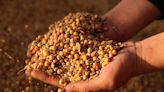 Produtores de soja da Argentina aguardam alta de preços para vender safra prejudicada por chuvas Por Reuters