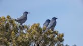 Protections sought for Western bird linked to piñon forests