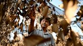 Cambodia's famed Kampot pepper withers in scorching heatwave