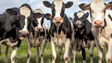 Dairy cow testing aimed at slowing avian influenza outbreak
