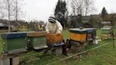 Bruxelas resiste a mudar lei de pesticidas para proteger abelhas