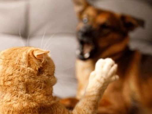 ¿Realmente se odian los perros y los gatos? Consejos de una experta para evitar peleas