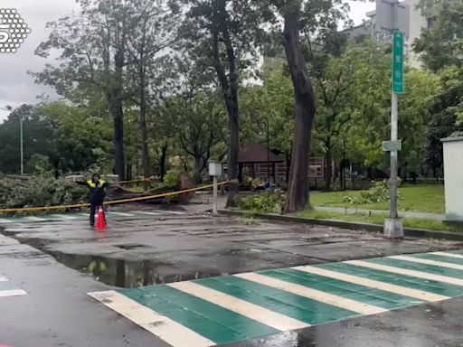 台中一晚強風吹倒上百棵樹！天亮上班風雨正大