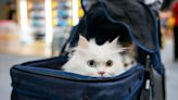 New warning issued to all UK cat owners that could ruin summer holidays