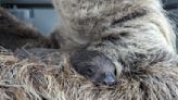 Baby sloth born at Denver Zoo