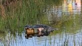 Jaws of death! Alligator snags turtle at Estero golf course for amazing photo opportunity