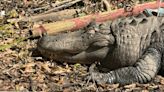 Nearly 500-pound alligator found in Temple Terrace relocated to new home