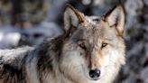 Slain wolf was 9th killed in Oregon in 2023, 2nd shot in ‘self-defense’ since ’90s