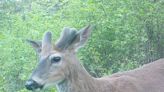 Velvet deer antlers are growing quickly. Here's how they change throughout the year